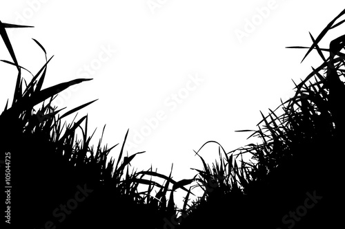 Silhouette di erba