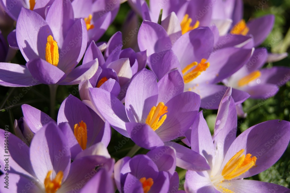 Close-up image of colourful Spring Crocus flowers. Close-up image of colourful Spring Crocus flowers.