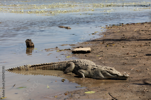 Sacred crocodile, Burkina Faso