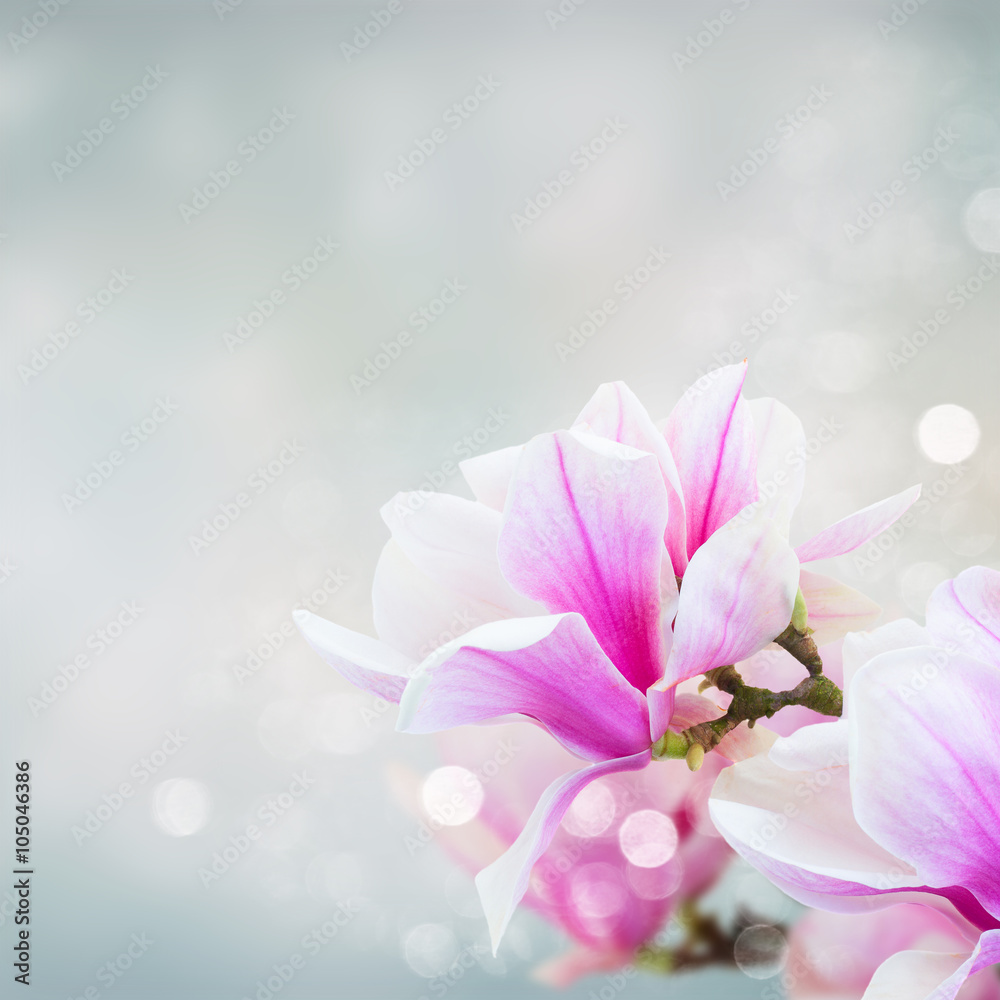 Naklejka premium Blossoming pink magnolia Flowers