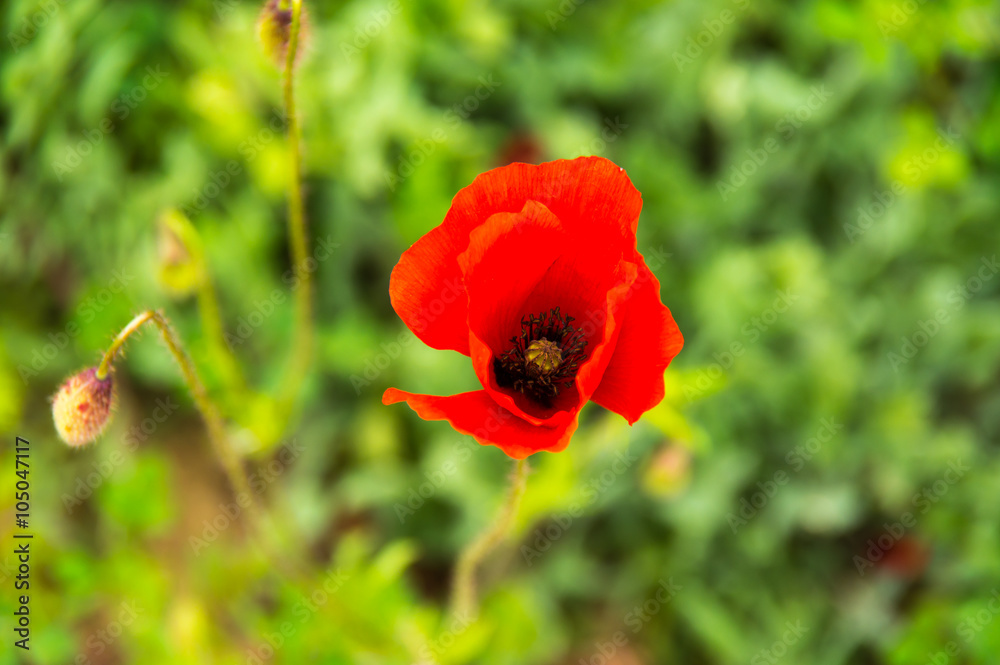Field of blooming poppies Field of blooming poppies