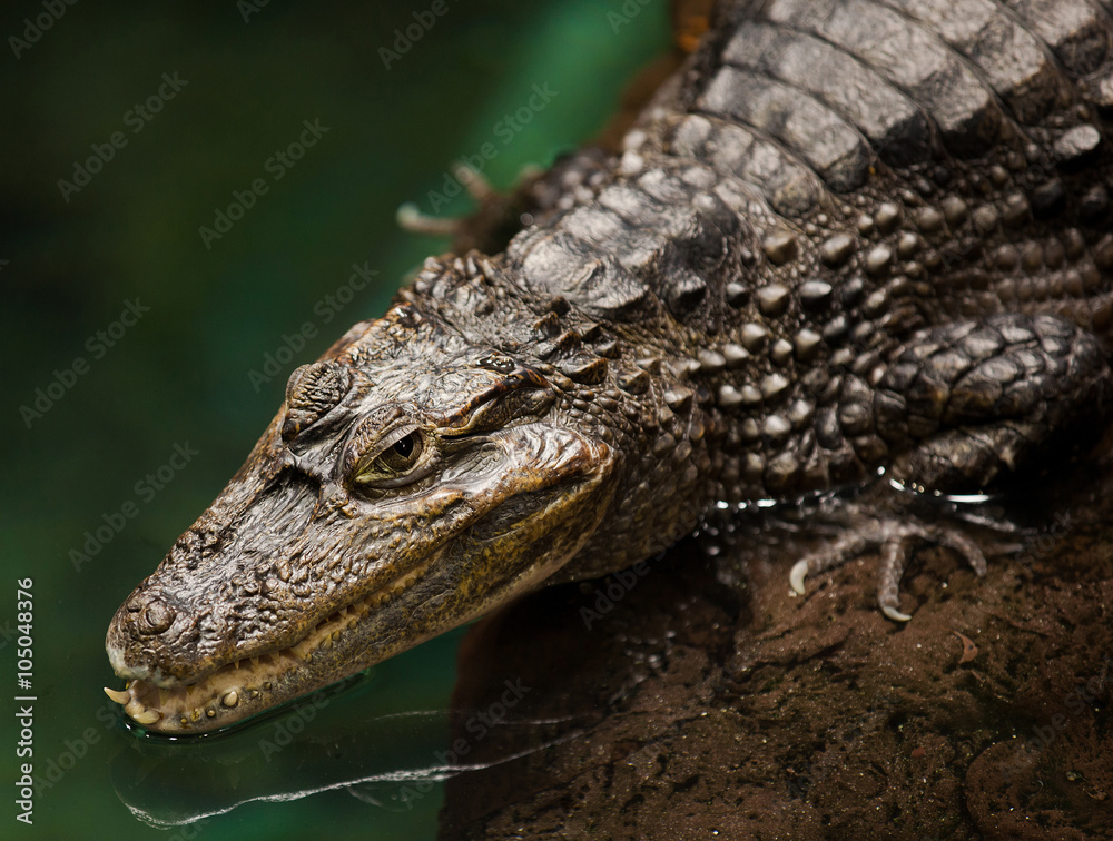 Obraz premium primer plano de cocodrilo