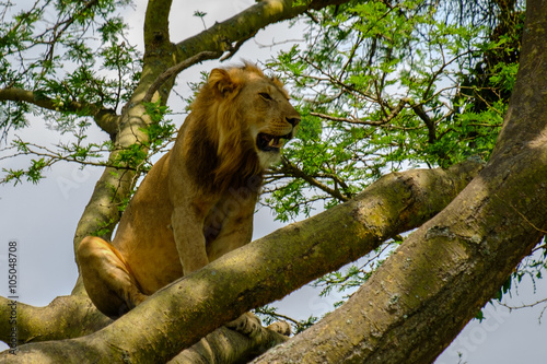 Lion 9