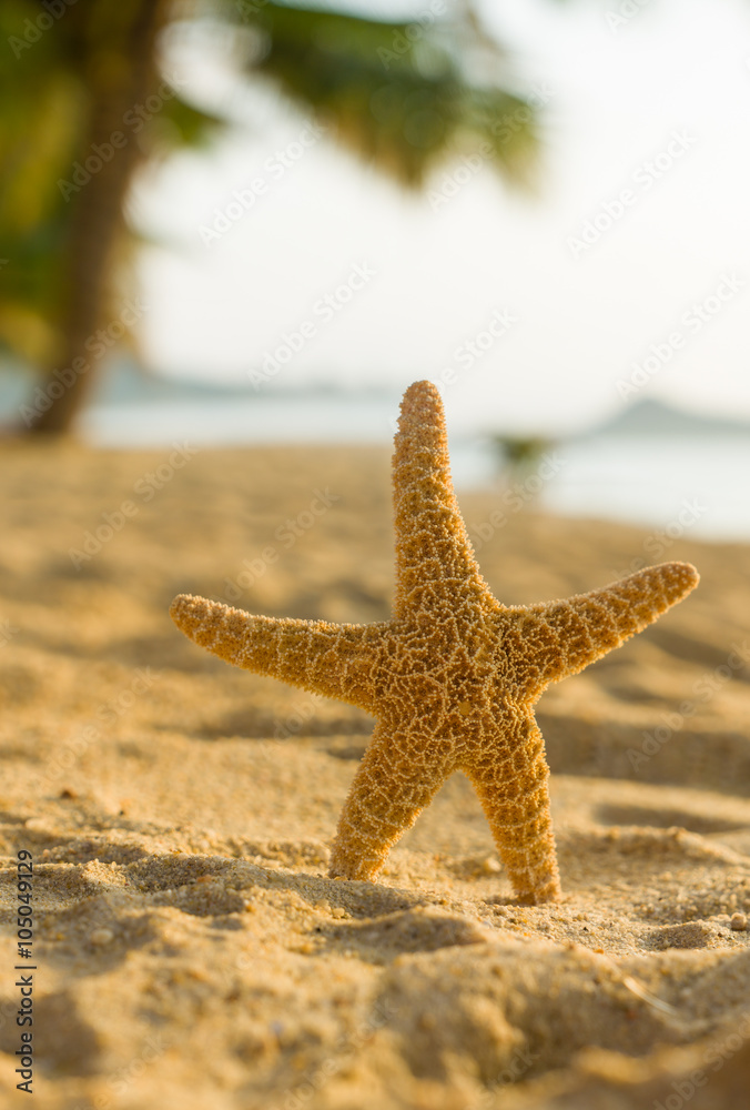 starfish on the beach at sunrise starfish on the beach at sunrise