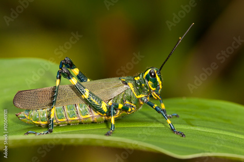 Green grasshopper on leaf © tacio philip