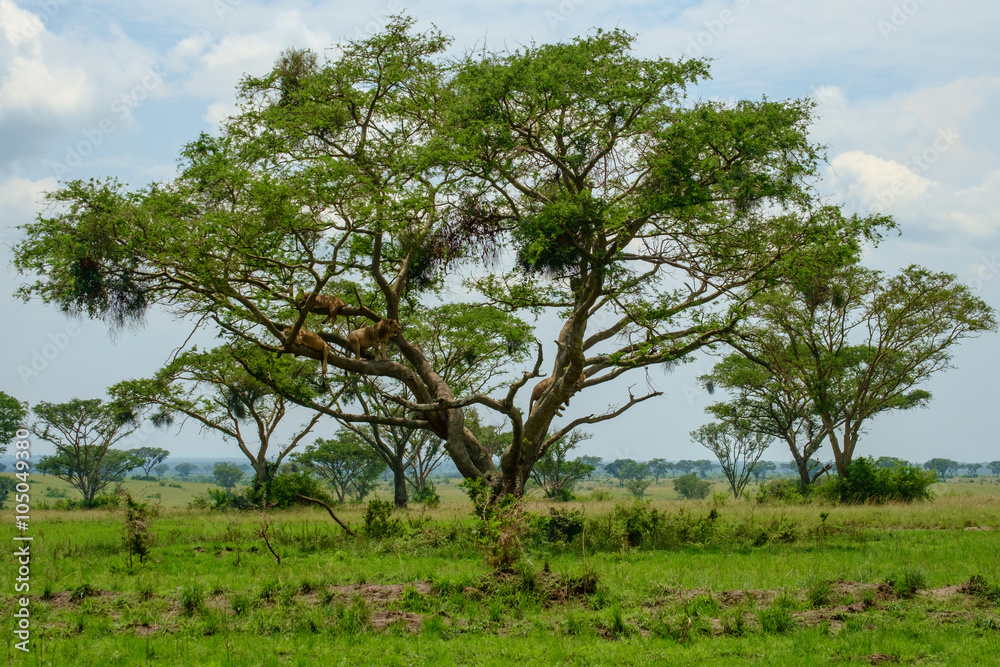 Lion Tree