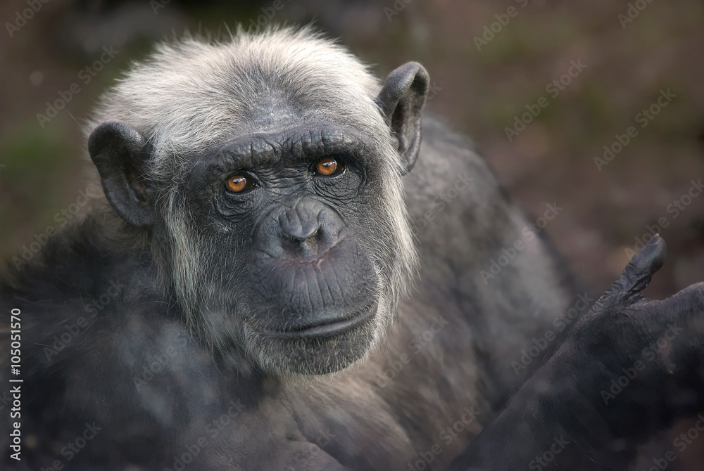 Obraz premium Primer plano de chimpancé adulto