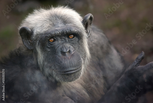 Primer plano de chimpancé adulto photo