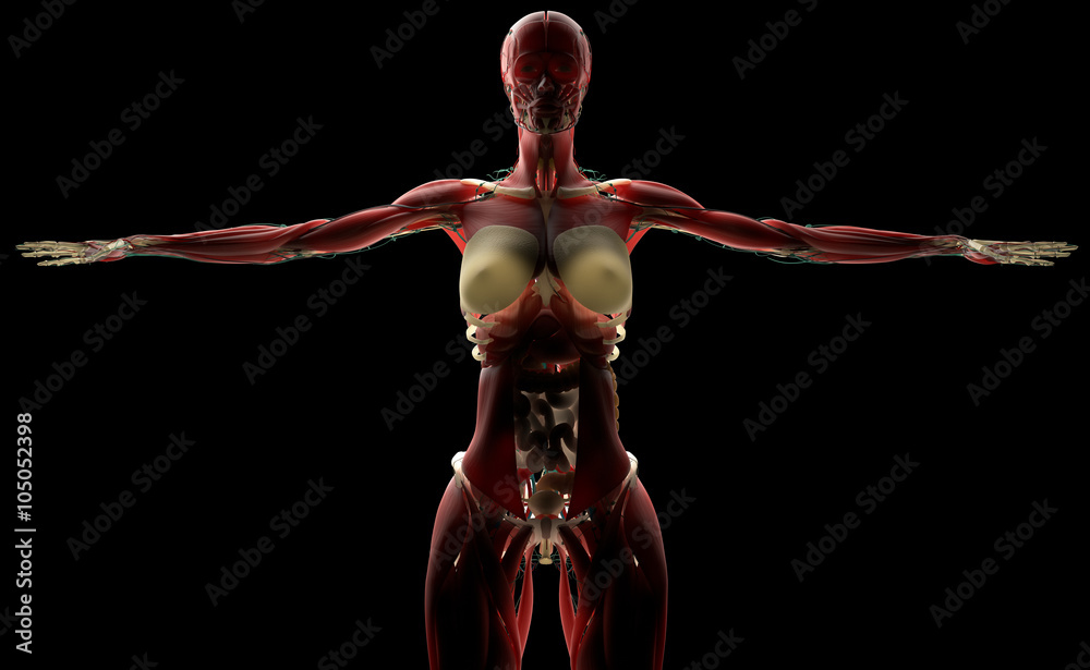 Human anatomy female biology on black background. Back-lit. Human anatomy female biology on black background. Back-lit.