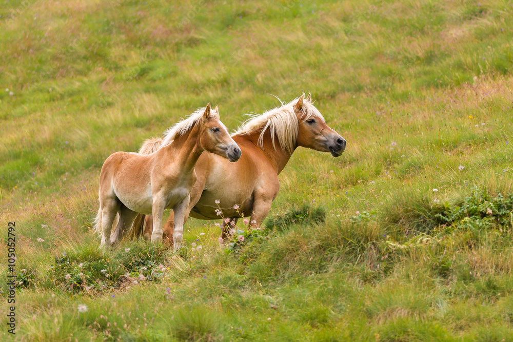 Palomino horse and her colt Palomino horse and her colt