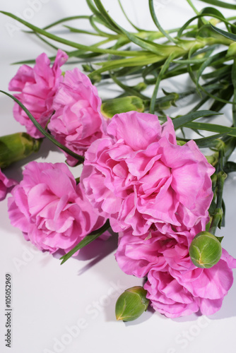 Carnation  Carnations  Pinks  Sweet William