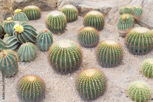 golden barrel cactus in garden photo