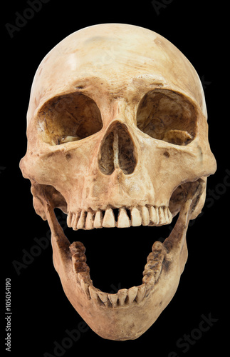 front view of human skull on isolated