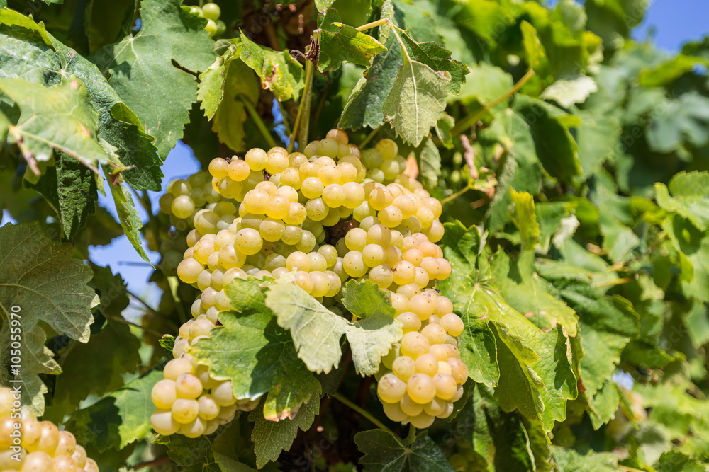 Vine with white grapes Vine with white grapes