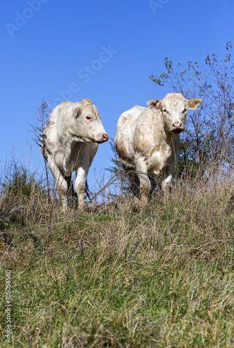 Fototapeta Naklejka Na Ścianę i Meble -  Contented Cows In Pasture