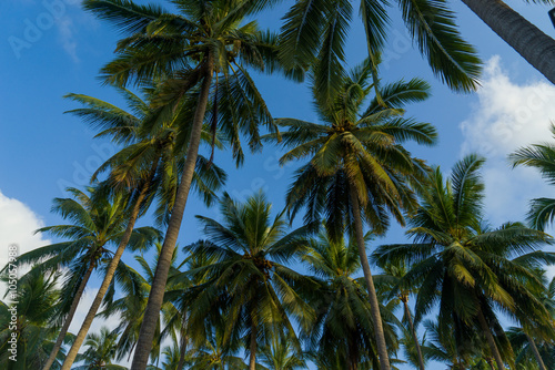 Coconut trees against sky