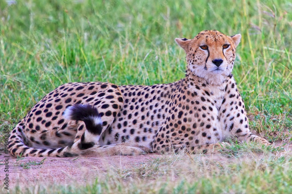 beautiful cheetah resting at the masai mara beautiful cheetah resting at the masai mara