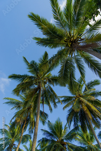 Coconut trees against sky © Netfalls