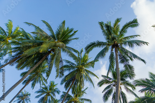 Coconut trees against sky