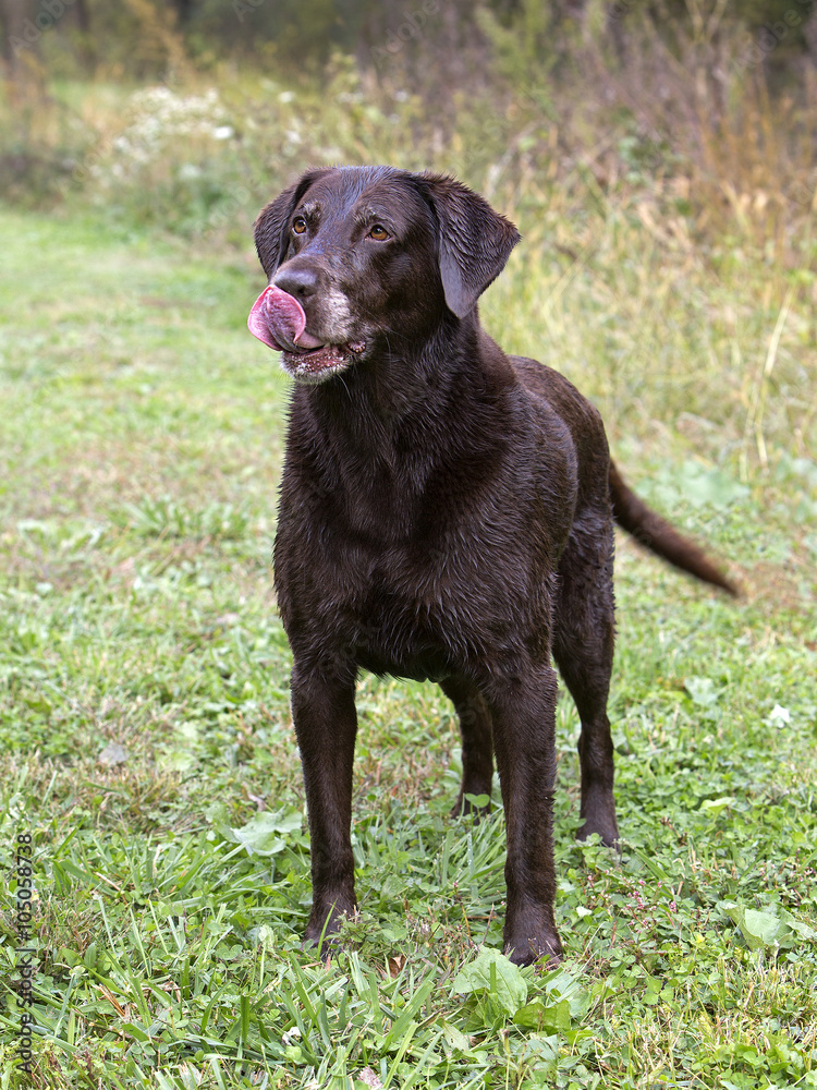 Female Chocolate Labrador Retriever