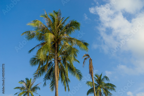 Coconut trees against sky