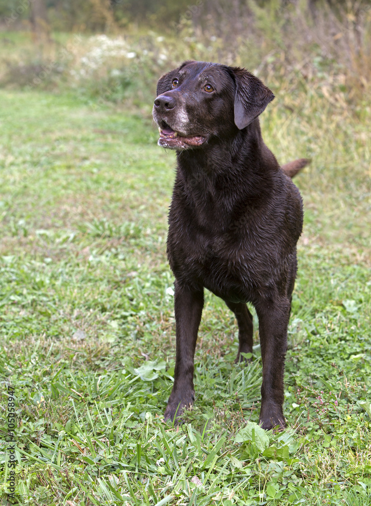 Female Chocolate Labrador Retriever