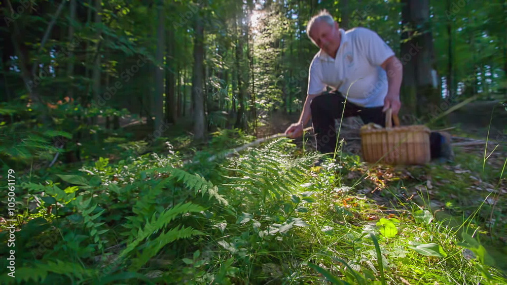 Senior man collecting mushrooms in the forest Senior man collecting mushrooms in the forest
