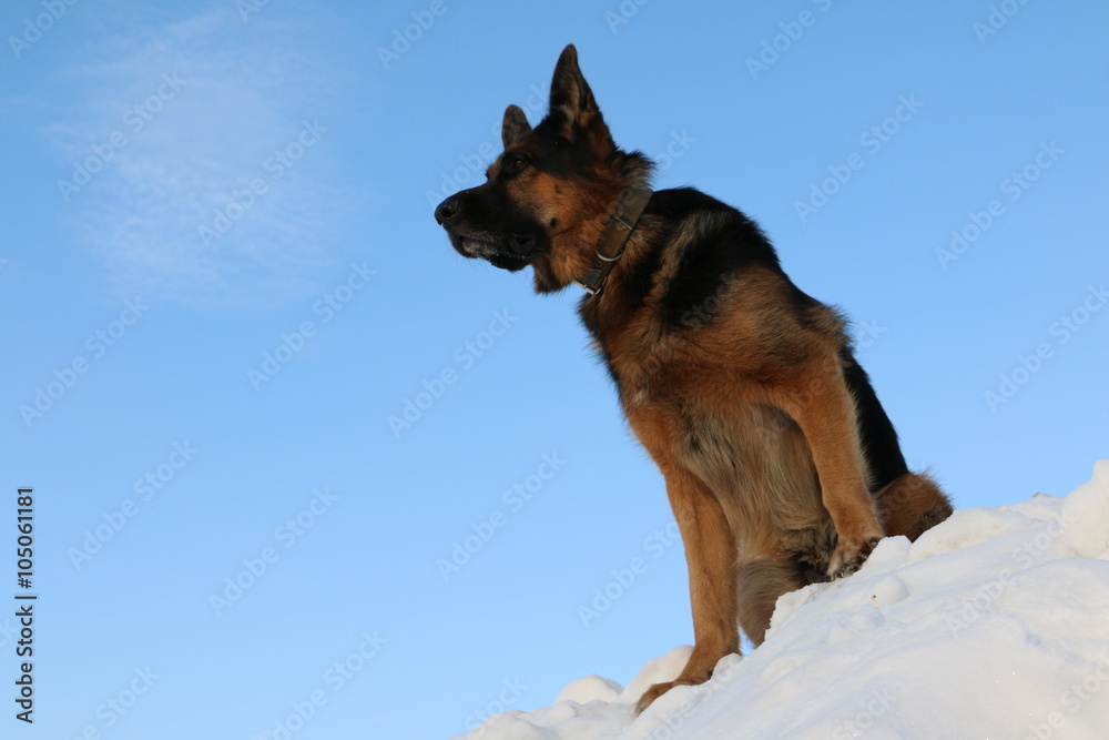 Собака немецкая овчарка на фоне голубого неба