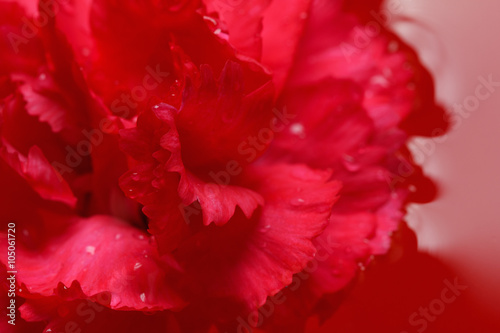 Fresh carnation with drops on the petals and reflection in red water