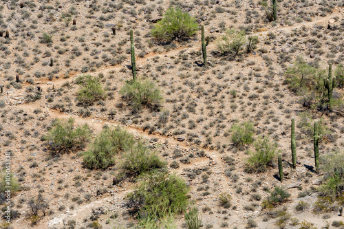 A switchback hiking trail cuts through saguaro cacti and other desert plants in South Mountain Park just outside of Phoenix, Arizona.
