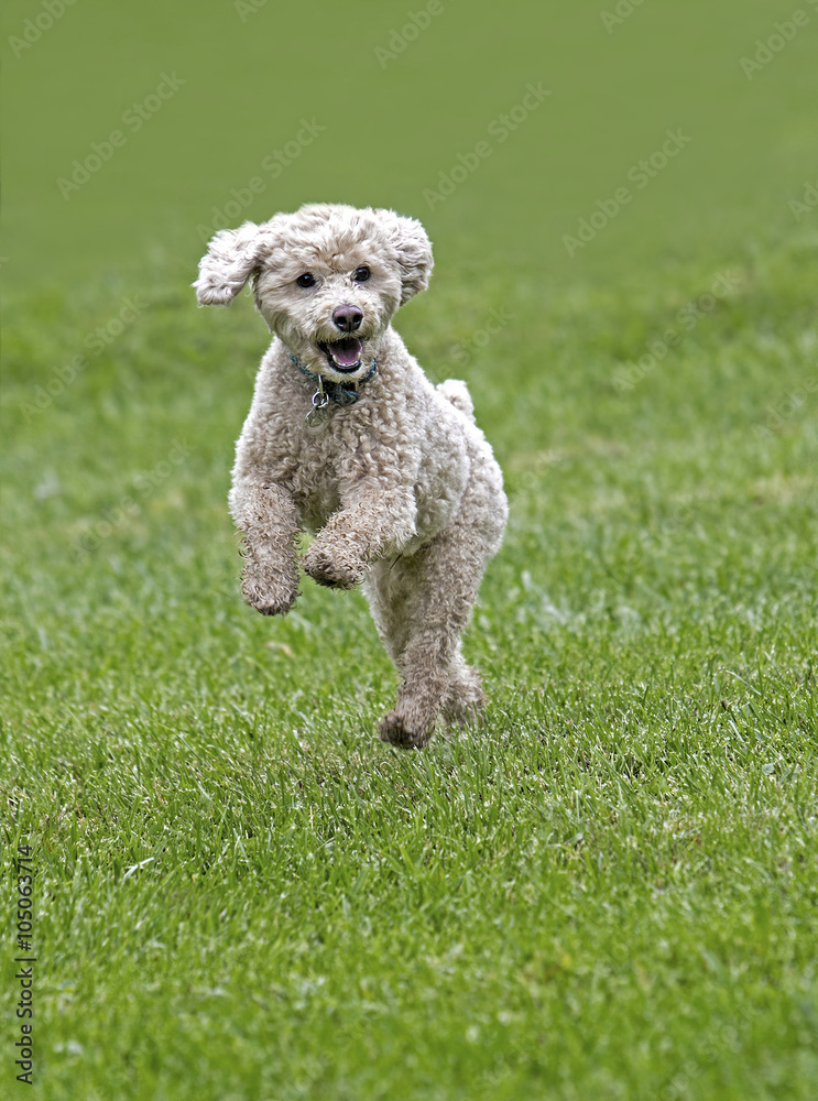 Poodle Bichon mixed breed dog