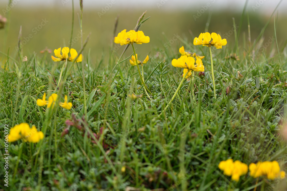 Horseshoe vetch (Hippocrepis comosa). A low growing yellow flowered plant in the pea family (Fabaceae), growing on a calcareous grassland