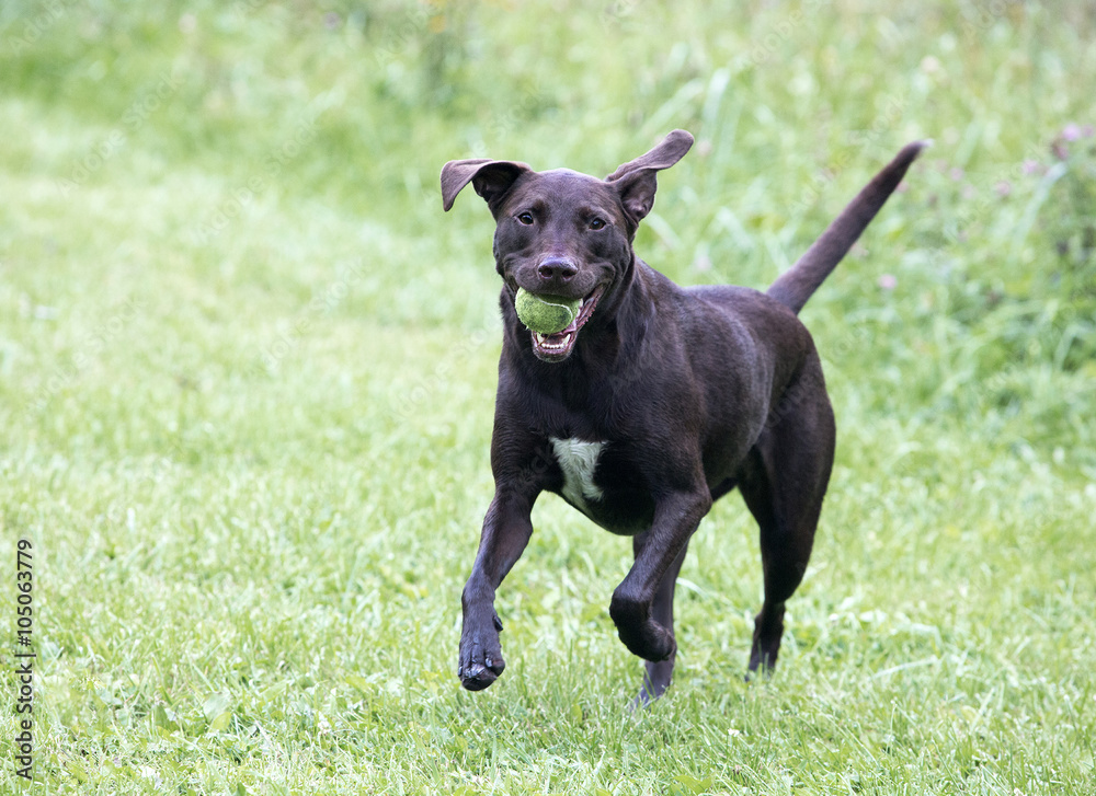 Boxer Labrador Retriever mixed breed dog