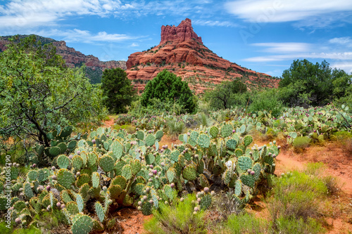 Canvas Print A large sandstone butte towers above a patch of prickly pear cacti with fruit near Sedona, Arizona