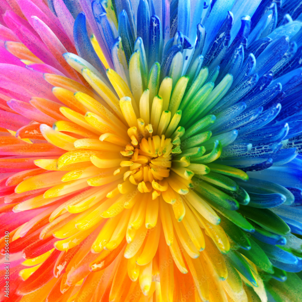 Fototapeta Brackground kwiatu kolorowa tęcza