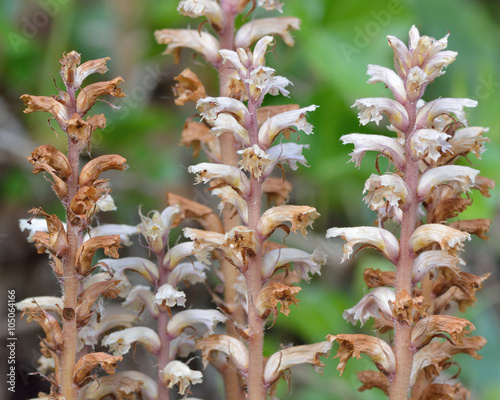 Ivy broomrape (Orobanche hederae) close up of flowers. Close up of lilac white and brown flowers of this parasitic plant in the family Orobanchaceae 