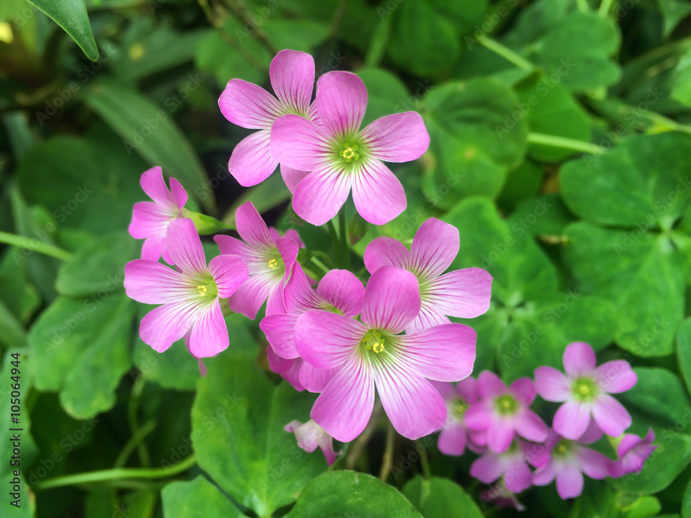 small Purple flower in garden