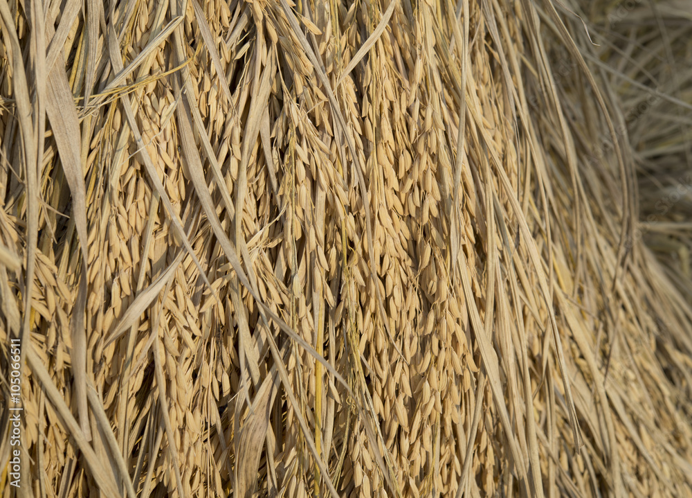 heap dried paddy as background heap dried paddy as background