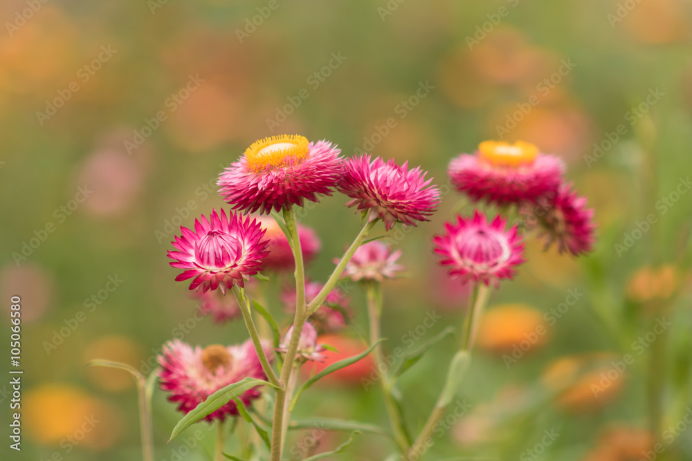 Straw flower or Everlasting