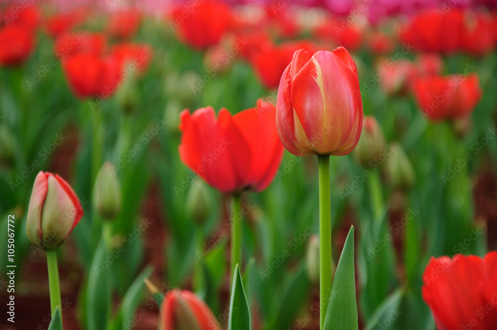 The beautiful blooming tulips in garden The beautiful blooming tulips in garden