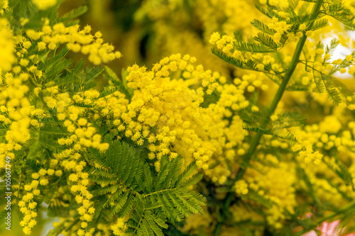 mimosa flower