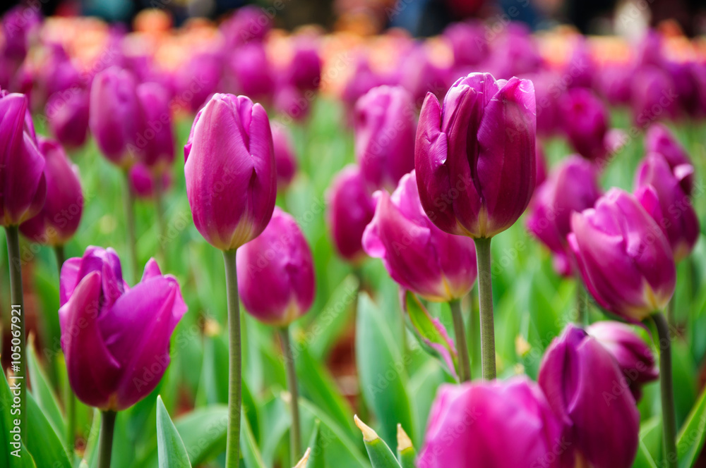The beautiful blooming tulips in garden The beautiful blooming tulips in garden