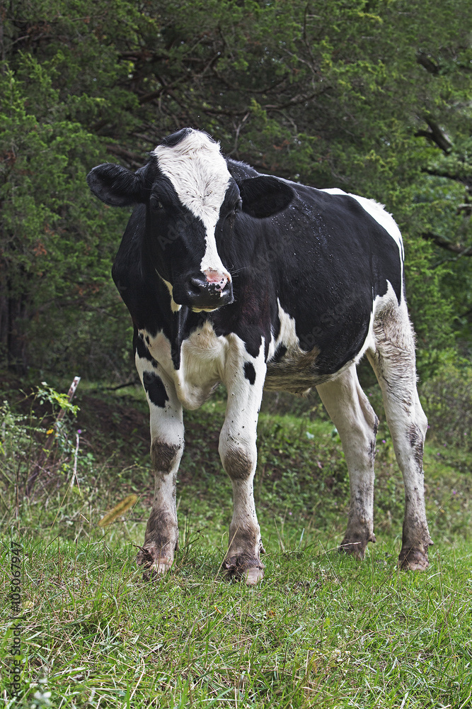 Holstein bull standing in a green pasture grazing