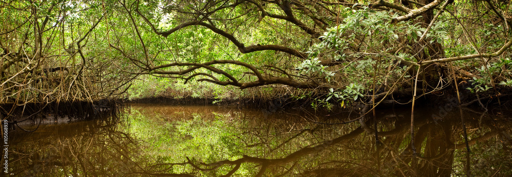 Naklejka premium Las namorzynowy w Everglades na Florydzie