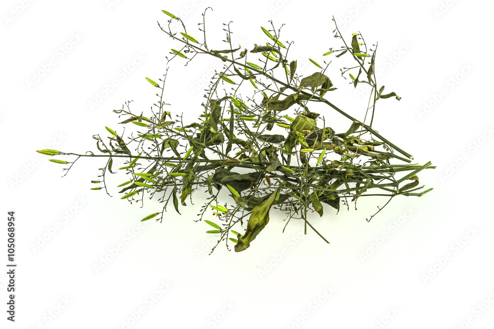 Dry of Andrographis paniculata plant on white background use for herbal Dry of Andrographis paniculata plant on white background use for herbal