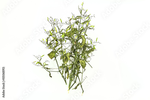 Dry of Andrographis paniculata plant on white background use for herbal