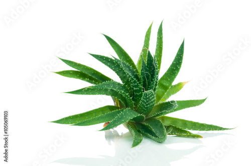Aloe plant on white background