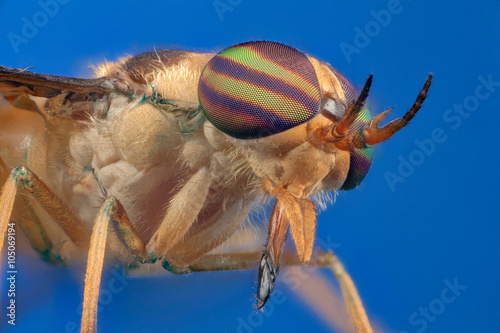 Horsefly in blue background