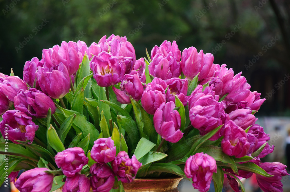 The beautiful blooming tulips in garden
