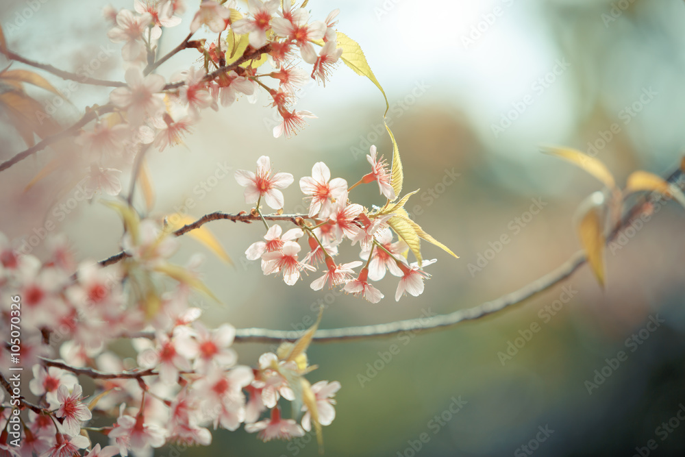 Wild Himalayan Cherry spring blossom